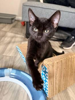 Rescue Domestic Short Hair Cats for Adoption in Frederick, Maryland - Spencer | PetCurious