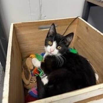 Rescue Domestic Short Hair Cats for Adoption in Fairfield, Connecticut - Freddy | PetCurious