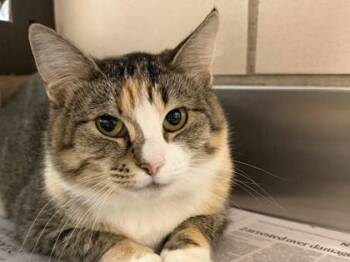 Peaches -  Domestic Short Hair Cat for Adoption in Golden Valley, Minnesota - Peaches | PetCurious
