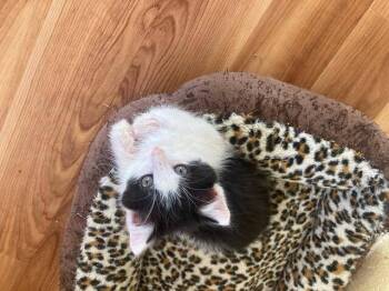 Rescue Domestic Medium Hair Cats for Adoption in Fort Collins, Colorado - Jack | PetCurious