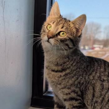 Domestic Short Hair Cats Available for Adoption - Patty | PetCurious