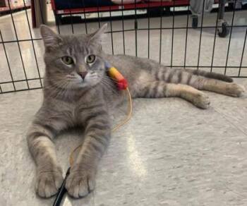 Domestic Short Hair Cats Available for Adoption in Kansas City, Missouri - Tuffy | PetCurious