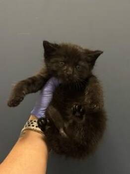 Domestic Short Hair Cats Available for Adoption in Doral, Florida - GORDON | PetCurious