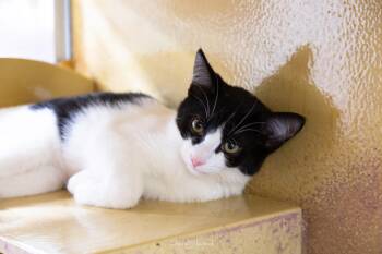 Rescue Domestic Short Hair Cats for Adoption in Georgina, Ontario - Trixie | PetCurious