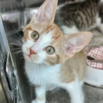 Melman -  Domestic Short Hair Cat for Adoption in Matteson, Illinois - Melman | PetCurious