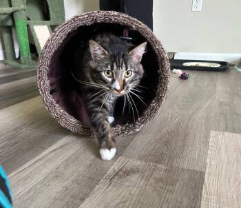 Maine Coon Cats Available for Adoption in San Saba, Texas - Manny | PetCurious