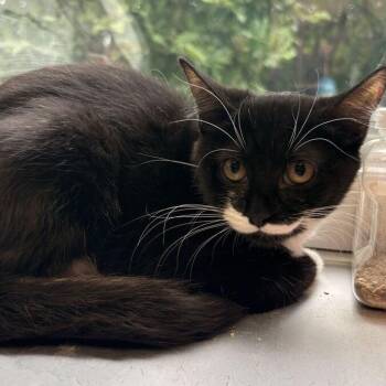 Kizi -  Domestic Short Hair Cat for Adoption in Davenport, Iowa - Kizi | PetCurious