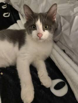 Oyster -  Domestic Long Hair Cat for Adoption in Statesboro, Georgia - Oyster | PetCurious