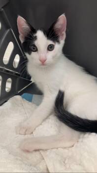 Rescue Domestic Short Hair Cats for Adoption in Los Altos, California - Cyndi - Female Kitten | PetCurious