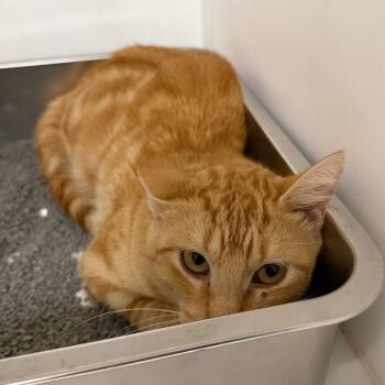 Tormund -  Domestic Short Hair Cat for Adoption in Stillwater, Oklahoma - Tormund | PetCurious