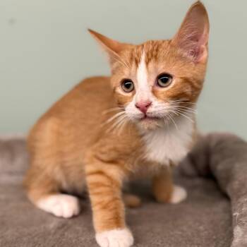 Fisher -  Domestic Short Hair Cat for Adoption in Pittsford, Vermont - Fisher | PetCurious