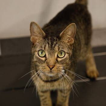 Stitch -  Domestic Short Hair Cat for Adoption in Tampa, Florida - Stitch | PetCurious