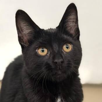 Deanna Troi -  Domestic Short Hair Cat for Adoption in Pittsford, Vermont - Deanna Troi | PetCurious