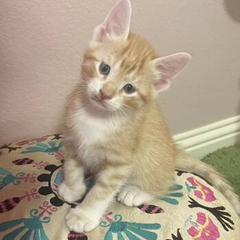 Rescue Domestic Short Hair Cats for Adoption in Austin, Texas - Unc 23 | PetCurious