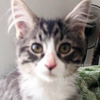 Dorian Lafeen -  Domestic Medium Hair Cat for Adoption in Eagle Mountain, Utah - Dorian Lafeen | PetCurious