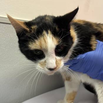 Domestic Short Hair Cats Available for Adoption - Rafiki | PetCurious