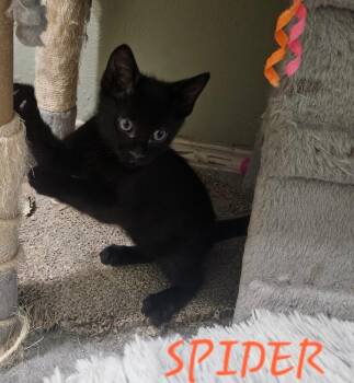Spider 6832 -  Domestic Medium Hair Cat for Adoption in Dallas, Texas - Spider 6832 | PetCurious