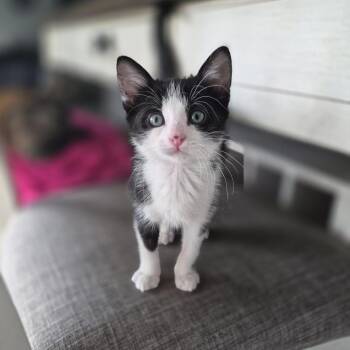Kacy -  Domestic Short Hair Cat for Adoption in Columbia, Missouri - Kacy | PetCurious