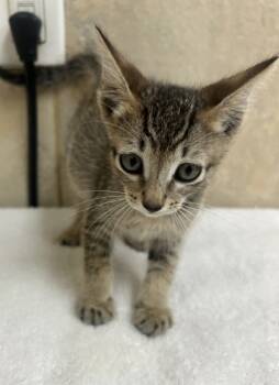 Rescue Domestic Short Hair Cats for Adoption in Honolulu, Hawaii - Kiwi | PetCurious