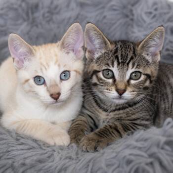 Zest and Zeal -  Siamese and Domestic Short Hair Cat for Adoption in Pontiac, Michigan - Zest And Zeal | PetCurious