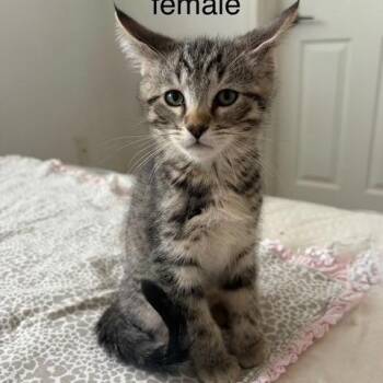 N - Rosemary -  Domestic Short Hair Cat Available for Adoption in Arizona City, Arizona - N - Rosemary | PetCurious