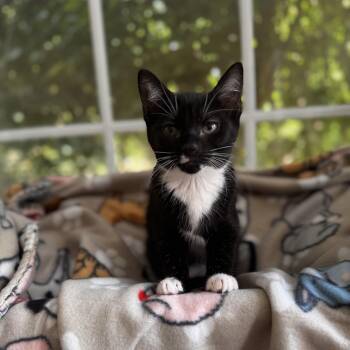 RUBY -  Domestic Short Hair Cat for Adoption in East Greenwich, Rhode Island - RUBY | PetCurious