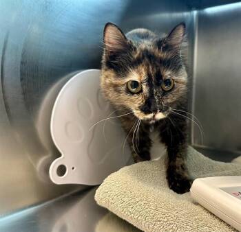 Domestic Medium Hair Cats Available for Adoption in Boston, Massachusetts - POOKIE | PetCurious