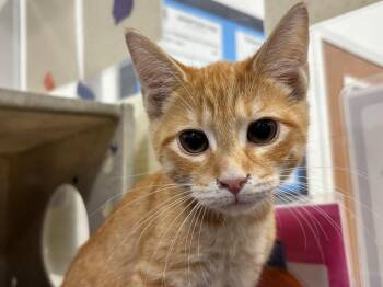 Ian -  Domestic Short Hair and Tabby Cat for Adoption in Powell, Ohio - Ian | PetCurious