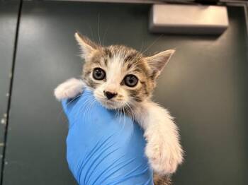 Domestic Short Hair Cats Available for Adoption in Thousand Palms, California - ROMEO | PetCurious