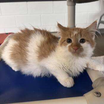 Flounder -  Domestic Medium Hair Cat for Adoption in Rocky Mount, Virginia - Flounder | PetCurious