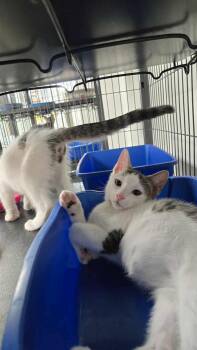 Rescue Domestic Short Hair Cats for Adoption in Thurmont, Maryland - Panettone | PetCurious