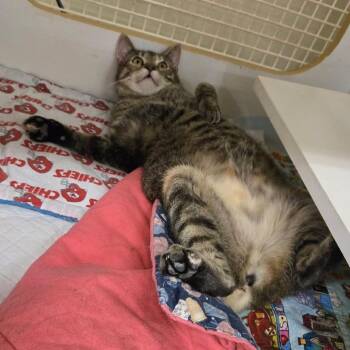 Brie -  Domestic Short Hair Cat for Adoption in Union, Missouri - Brie | PetCurious