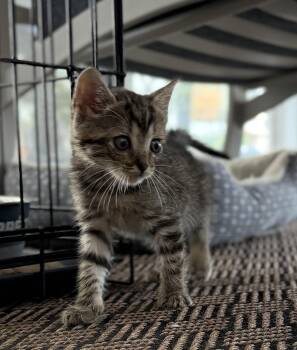 Tempo -  Domestic Short Hair Cat for Adoption in Hershey, Pennsylvania - Tempo | PetCurious