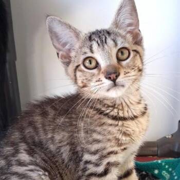 Jingleheimer -  Domestic Short Hair Cat for Adoption in Belmont, New York - Jingleheimer | PetCurious