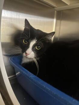 Domestic Short Hair Cats Available for Adoption - Socks | PetCurious