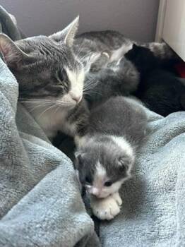 Luna -  Domestic Short Hair Cat for Adoption in Grand Rapids, Minnesota - Luna | PetCurious