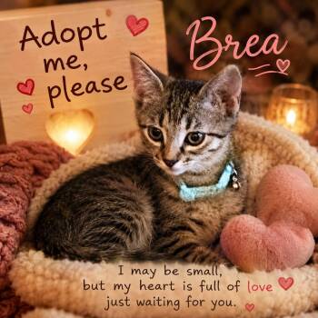 Brea 0163 -  Domestic Short Hair Cat for Adoption in Dallas, Texas - Brea 0163 | PetCurious