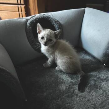 Ludacris -  Domestic Medium Hair Cat for Adoption in Cumming, Georgia - Ludacris | PetCurious