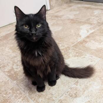 Basilisk -  Domestic Short Hair Cat for Adoption in Titusville, Florida - Basilisk | PetCurious
