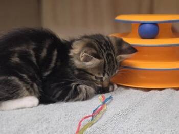 Sparrow -  Domestic Medium Hair and Domestic Short Hair Cat for Adoption in Westland, Michigan - Sparrow | PetCurious