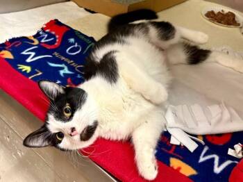 BERTA -  Domestic Short Hair Cat Available for Adoption in Fort Wayne, Indiana - BERTA | PetCurious