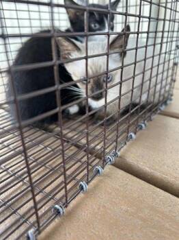 Rescue Siamese Cats for Adoption in Houston, Texas - A645090 | PetCurious