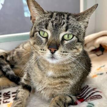 Gizmo -  Domestic Short Hair Cat for Adoption in Matteson, Illinois - Gizmo | PetCurious