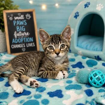 Fisher -  Domestic Short Hair Cat for Adoption in Fresno, California - Fisher | PetCurious