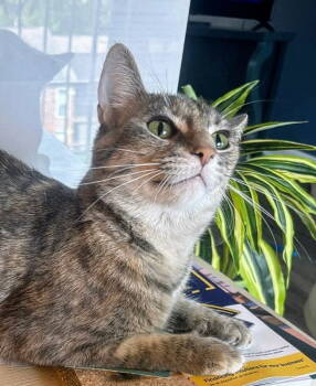 Rescue Torbie Cats for Adoption in Knoxville, Tennessee - TT | PetCurious