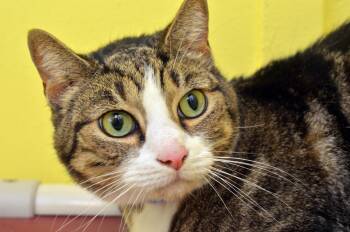 Lil Guy -  Domestic Short Hair and Tiger Cat for Adoption in Sanford, Florida - Lil Guy | PetCurious