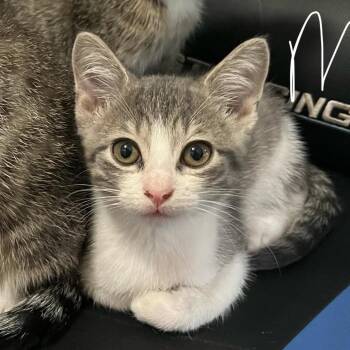 Randy -  Domestic Medium Hair Cat for Adoption in Pittsburg, Kansas - Randy | PetCurious