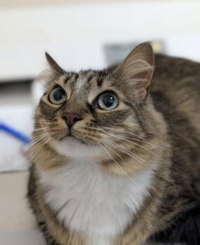 Barbarella -  Domestic Short Hair Cat for Adoption in Sherwood, Oregon - Barbarella | PetCurious