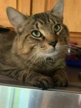 Carleton -  Domestic Medium Hair Cat for Adoption in Pickering, Ontario - Carleton | PetCurious