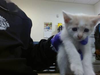 LAYLA -  Domestic Short Hair Cat Available for Adoption in Doral, Florida - LAYLA | PetCurious
